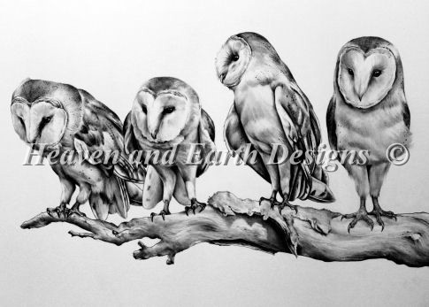 Barn Owls - Click Image to Close
